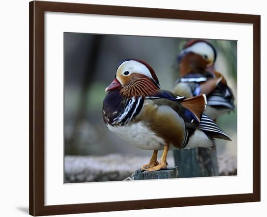 Amazing Mandarin Duck (Aix Galericulata) the Fantastic Animal Standing on the Pole with Other Behin-Super Prin-Framed Photographic Print