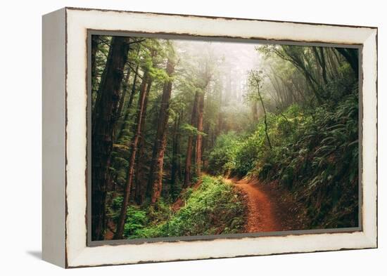 Amazing Misty John Muir Woods Coastal Trail, San Francisco Bay Area-Vincent James-Framed Premier Image Canvas