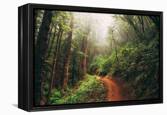 Amazing Misty John Muir Woods Coastal Trail, San Francisco Bay Area-Vincent James-Framed Premier Image Canvas