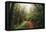 Amazing Misty John Muir Woods Coastal Trail, San Francisco Bay Area-Vincent James-Framed Premier Image Canvas