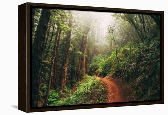 Amazing Misty John Muir Woods Coastal Trail, San Francisco Bay Area-Vincent James-Framed Premier Image Canvas