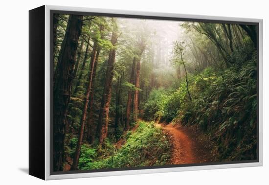 Amazing Misty John Muir Woods Coastal Trail, San Francisco Bay Area-Vincent James-Framed Premier Image Canvas