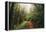 Amazing Misty John Muir Woods Coastal Trail, San Francisco Bay Area-Vincent James-Framed Premier Image Canvas