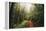 Amazing Misty John Muir Woods Coastal Trail, San Francisco Bay Area-Vincent James-Framed Premier Image Canvas