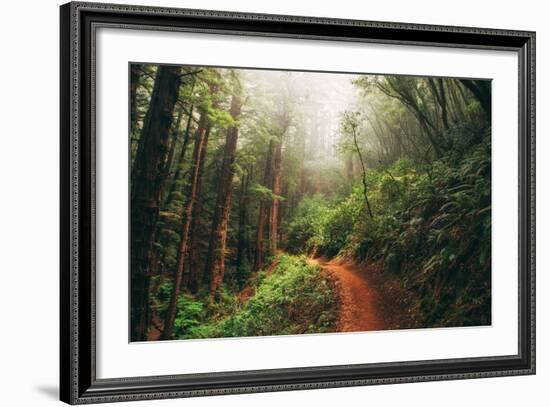 Amazing Misty John Muir Woods Coastal Trail, San Francisco Bay Area-Vincent James-Framed Premium Photographic Print
