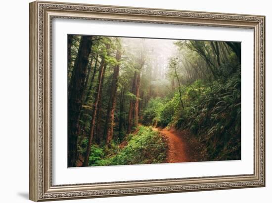 Amazing Misty John Muir Woods Coastal Trail, San Francisco Bay Area-Vincent James-Framed Photographic Print