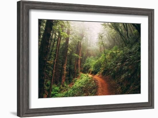 Amazing Misty John Muir Woods Coastal Trail, San Francisco Bay Area-Vincent James-Framed Photographic Print