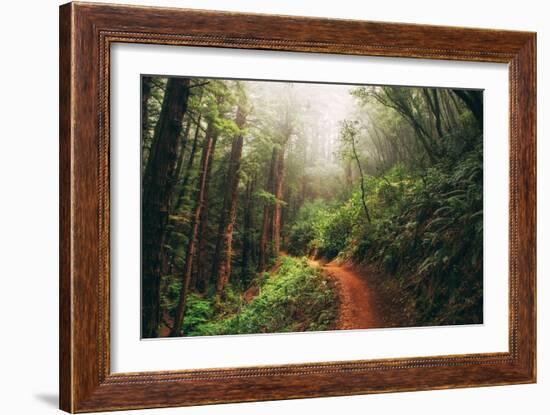 Amazing Misty John Muir Woods Coastal Trail, San Francisco Bay Area-Vincent James-Framed Photographic Print