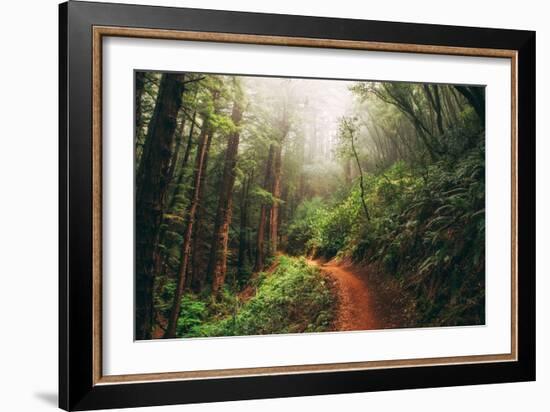 Amazing Misty John Muir Woods Coastal Trail, San Francisco Bay Area-Vincent James-Framed Photographic Print