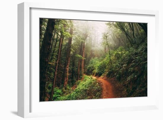 Amazing Misty John Muir Woods Coastal Trail, San Francisco Bay Area-Vincent James-Framed Photographic Print