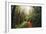 Amazing Misty John Muir Woods Coastal Trail, San Francisco Bay Area-Vincent James-Framed Photographic Print