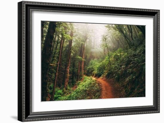 Amazing Misty John Muir Woods Coastal Trail, San Francisco Bay Area-Vincent James-Framed Photographic Print