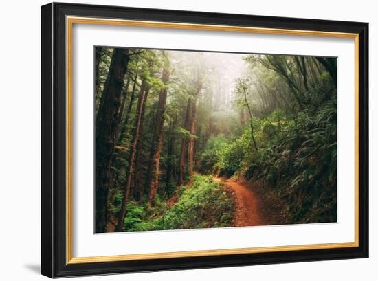 Amazing Misty John Muir Woods Coastal Trail, San Francisco Bay Area-Vincent James-Framed Photographic Print