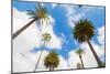 Amazing Palm Tree in Beverly Hills, California - USA-Frazao-Mounted Photographic Print