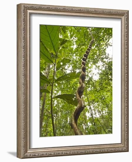 Amazon, Amazon River, A Liana Reaches Down to the Forest Floor from the Rainforest Canopy, Amazon, -Paul Harris-Framed Photographic Print