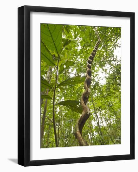 Amazon, Amazon River, A Liana Reaches Down to the Forest Floor from the Rainforest Canopy, Amazon, -Paul Harris-Framed Photographic Print