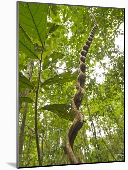 Amazon, Amazon River, A Liana Reaches Down to the Forest Floor from the Rainforest Canopy, Amazon, -Paul Harris-Mounted Photographic Print