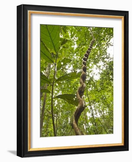 Amazon, Amazon River, A Liana Reaches Down to the Forest Floor from the Rainforest Canopy, Amazon, -Paul Harris-Framed Photographic Print