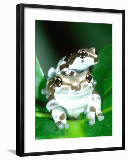 Amazon Cave Frog, Native to Northern South America-David Northcott-Framed Photographic Print