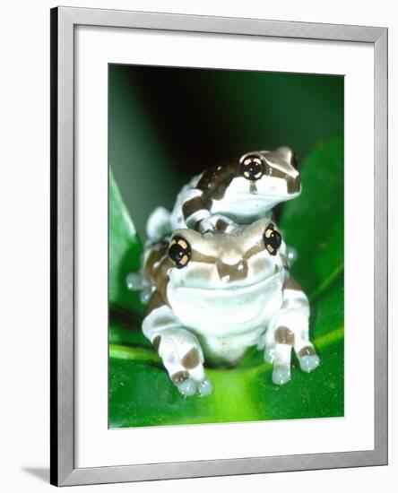 Amazon Cave Frog, Native to Northern South America-David Northcott-Framed Photographic Print