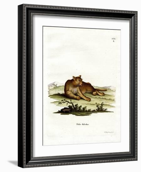 Amazon Cougar-null-Framed Giclee Print