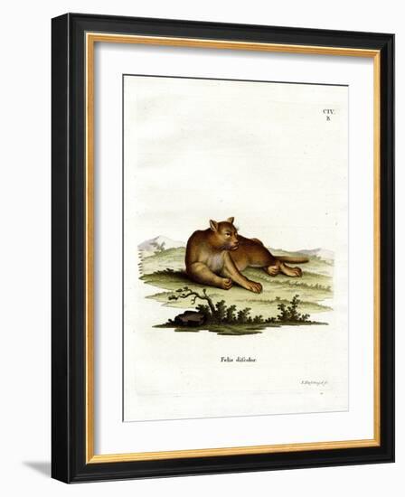 Amazon Cougar-null-Framed Giclee Print