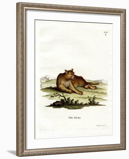 Amazon Cougar-null-Framed Giclee Print