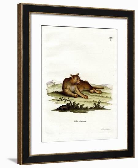 Amazon Cougar-null-Framed Giclee Print