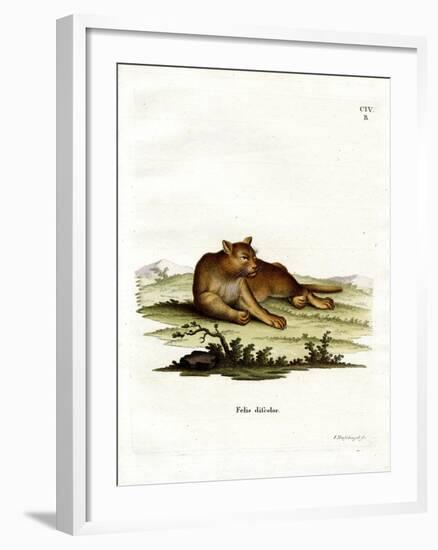 Amazon Cougar-null-Framed Giclee Print