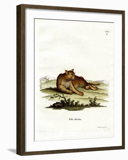 Amazon Cougar-null-Framed Giclee Print