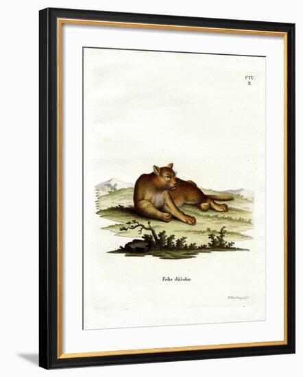 Amazon Cougar-null-Framed Giclee Print