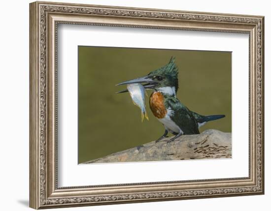 Amazon kingfisher with fish, Cuiaba, Pantanal Matogrossense National Park, Pantanal, Brazil-Jeff Foott-Framed Photographic Print