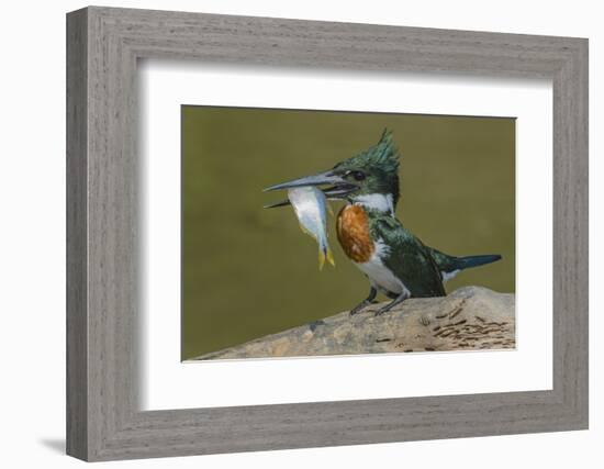 Amazon kingfisher with fish, Cuiaba, Pantanal Matogrossense National Park, Pantanal, Brazil-Jeff Foott-Framed Photographic Print