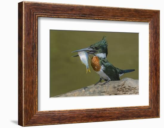 Amazon kingfisher with fish, Cuiaba, Pantanal Matogrossense National Park, Pantanal, Brazil-Jeff Foott-Framed Photographic Print