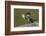 Amazon kingfisher with fish, Cuiaba, Pantanal Matogrossense National Park, Pantanal, Brazil-Jeff Foott-Framed Photographic Print