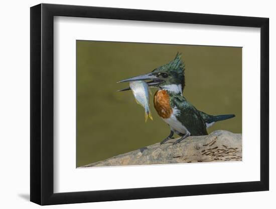 Amazon kingfisher with fish, Cuiaba, Pantanal Matogrossense National Park, Pantanal, Brazil-Jeff Foott-Framed Photographic Print