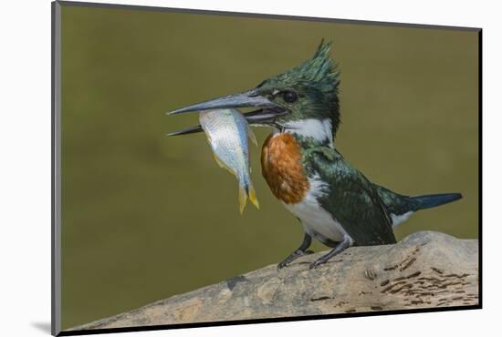 Amazon kingfisher with fish, Cuiaba, Pantanal Matogrossense National Park, Pantanal, Brazil-Jeff Foott-Mounted Photographic Print