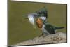 Amazon kingfisher with fish, Cuiaba, Pantanal Matogrossense National Park, Pantanal, Brazil-Jeff Foott-Mounted Photographic Print