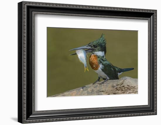 Amazon kingfisher with fish, Cuiaba, Pantanal Matogrossense National Park, Pantanal, Brazil-Jeff Foott-Framed Photographic Print