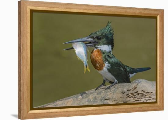 Amazon kingfisher with fish, Cuiaba, Pantanal Matogrossense National Park, Pantanal, Brazil-Jeff Foott-Framed Premier Image Canvas