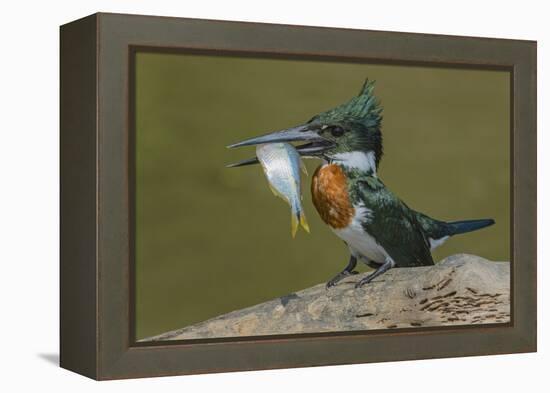 Amazon kingfisher with fish, Cuiaba, Pantanal Matogrossense National Park, Pantanal, Brazil-Jeff Foott-Framed Premier Image Canvas