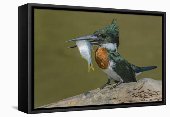 Amazon kingfisher with fish, Cuiaba, Pantanal Matogrossense National Park, Pantanal, Brazil-Jeff Foott-Framed Premier Image Canvas