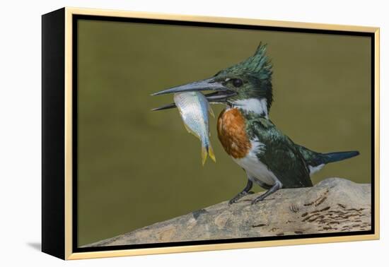 Amazon kingfisher with fish, Cuiaba, Pantanal Matogrossense National Park, Pantanal, Brazil-Jeff Foott-Framed Premier Image Canvas