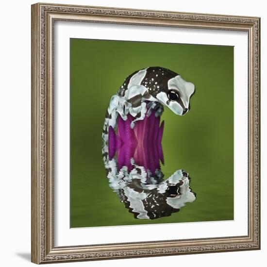 Amazon Milk Frog and Reflection-Adam Jones-Framed Photographic Print