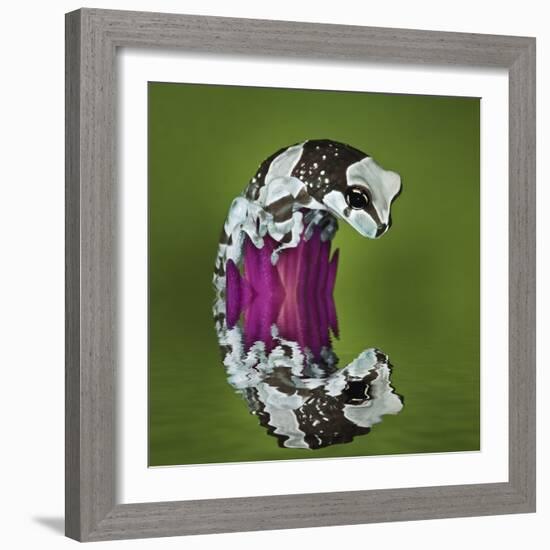 Amazon Milk Frog and Reflection-Adam Jones-Framed Photographic Print