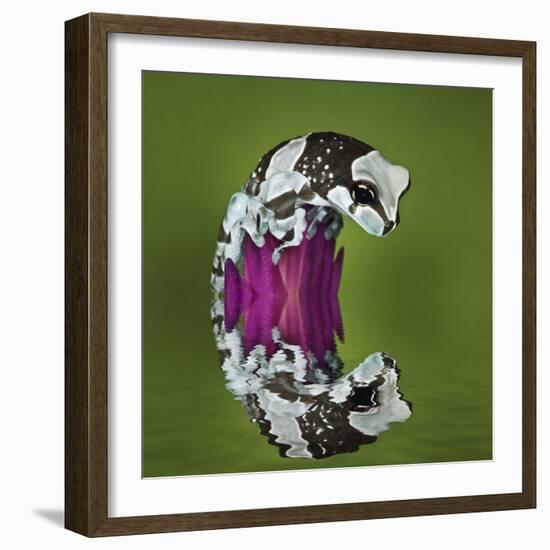 Amazon Milk Frog and Reflection-Adam Jones-Framed Photographic Print