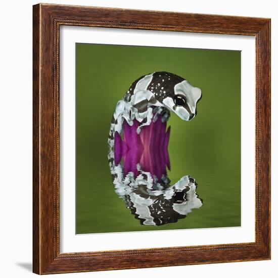 Amazon Milk Frog and Reflection-Adam Jones-Framed Photographic Print