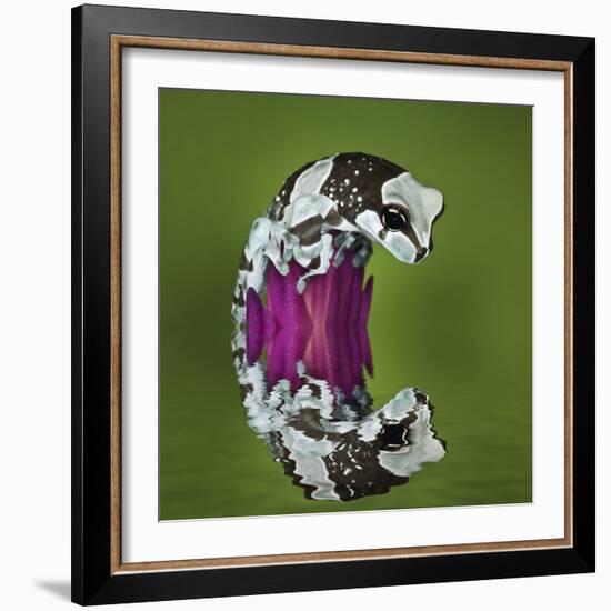 Amazon Milk Frog and Reflection-Adam Jones-Framed Photographic Print