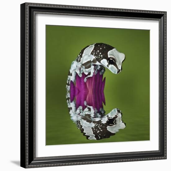 Amazon Milk Frog and Reflection-Adam Jones-Framed Photographic Print