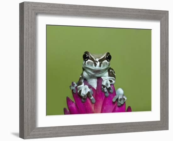 Amazon Milk Frog-Adam Jones-Framed Photographic Print